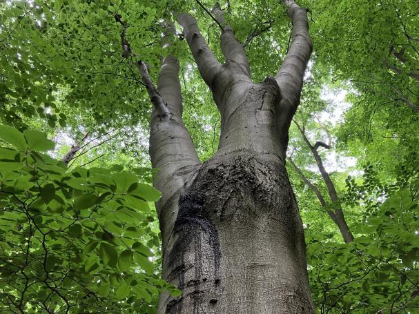 Recherche-Tipp: Mehr Waldwissen bei Naturwald Akademie – Symbolbild